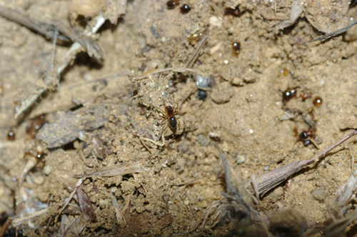 Maschio di Linyphiidae Erigoninae - Rende (CS)